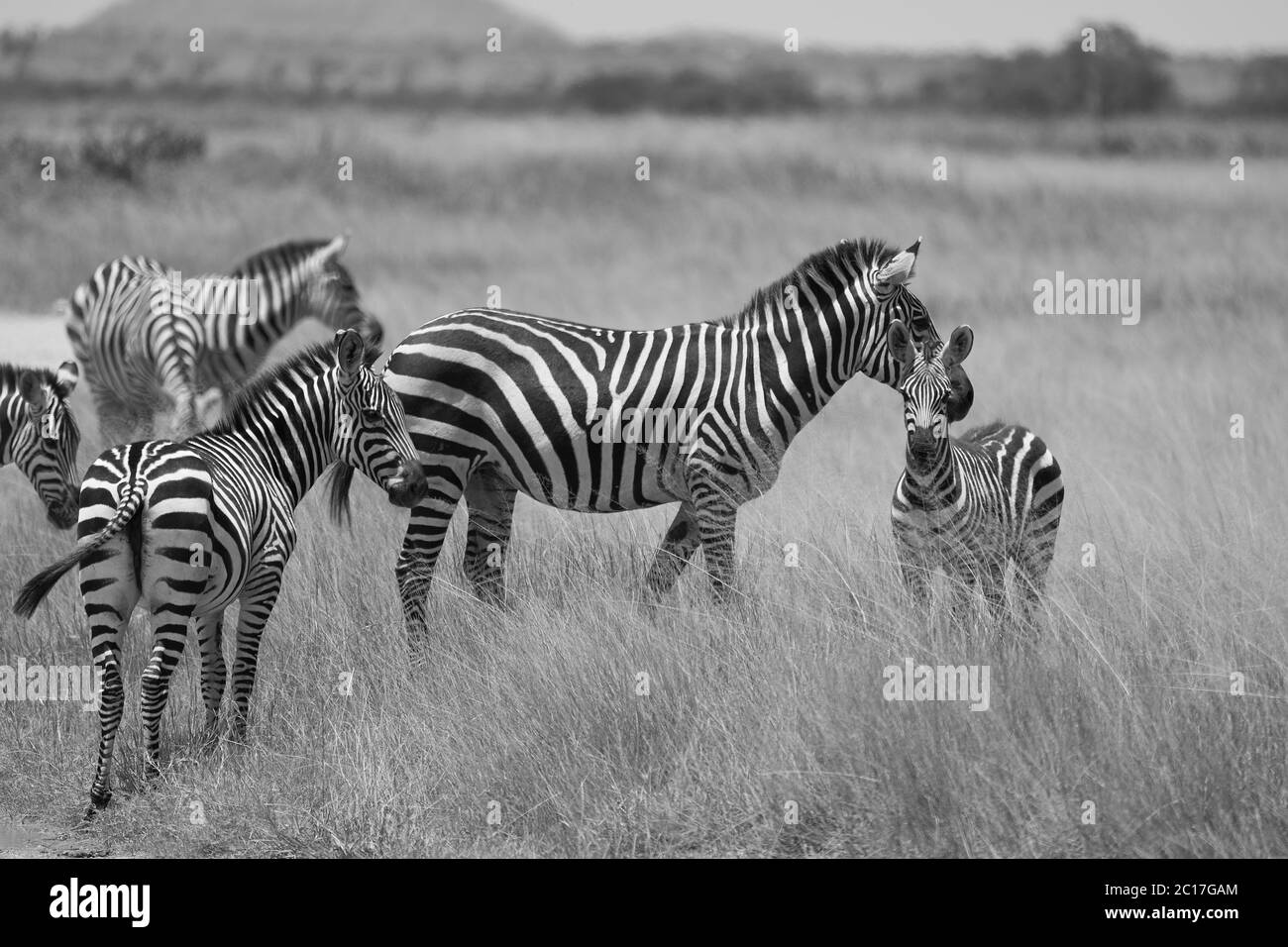 Plains Zebra Equus quagga- Big Five Safari Schwarz-weiß abgestreift Kilimanjaro Stockfoto