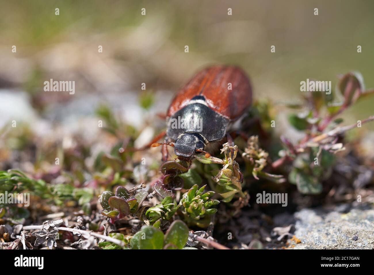 Hahnenkäfer auch genannt Maybug oder Doodlebug Europäische Käfergattung Melolontha Familie Scarabaeidae Stockfoto