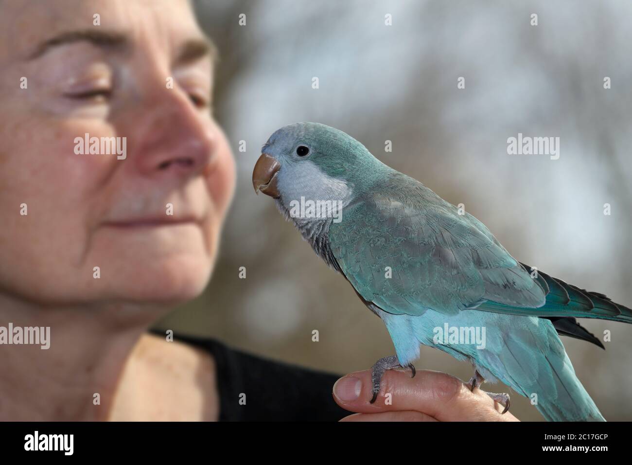 Männlicher Quaker Papagei Haustier mit blauer Mutation nahe dem Gesicht einer lächelnden pensionierten Besitzerin Stockfoto