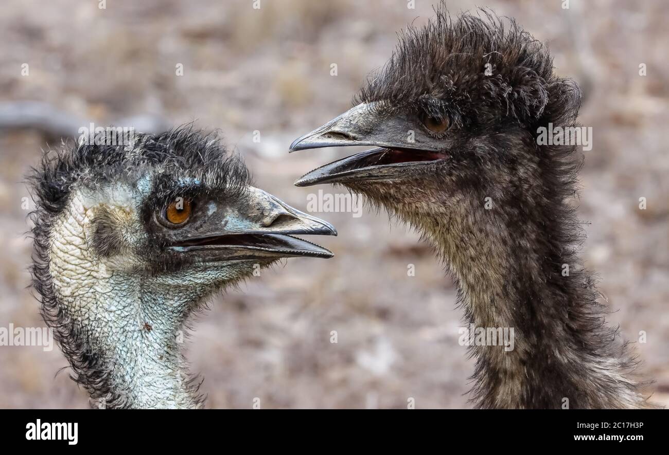 Paar Emus einander zugewandt, Mareeba Wetlands, Queensland, Australien Stockfoto