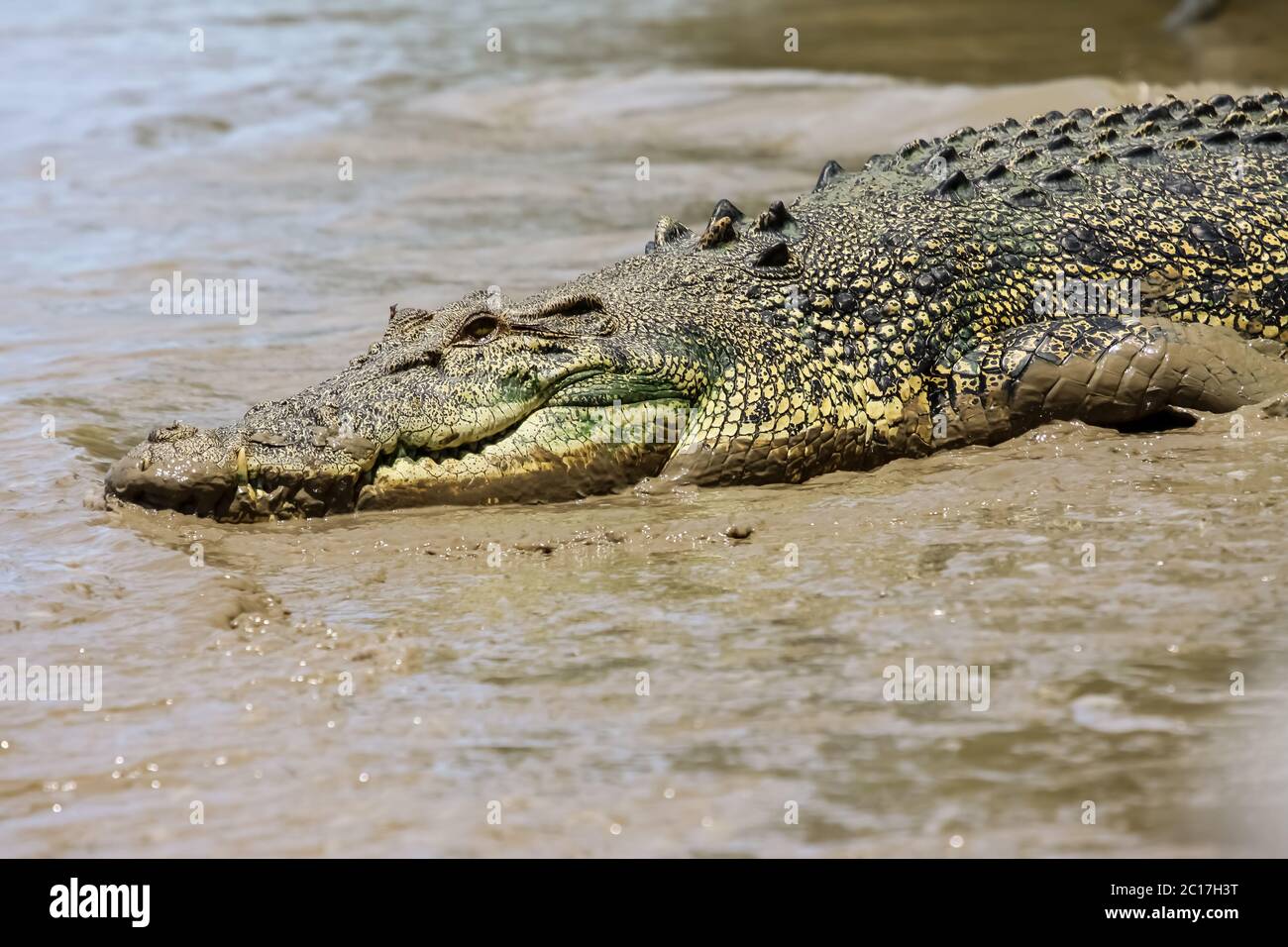 In der Nähe von Salzwasser Krokodil ruht auf dem Ufer, Adelaide River, Australien Stockfoto