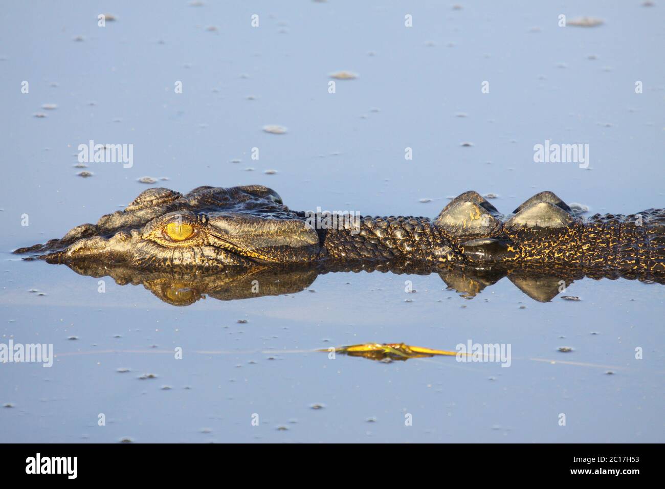 Salzwasser Krokodil schwimmend auf dem Fluss, Gelb Wasser, Kakadu National Park, Australien Stockfoto