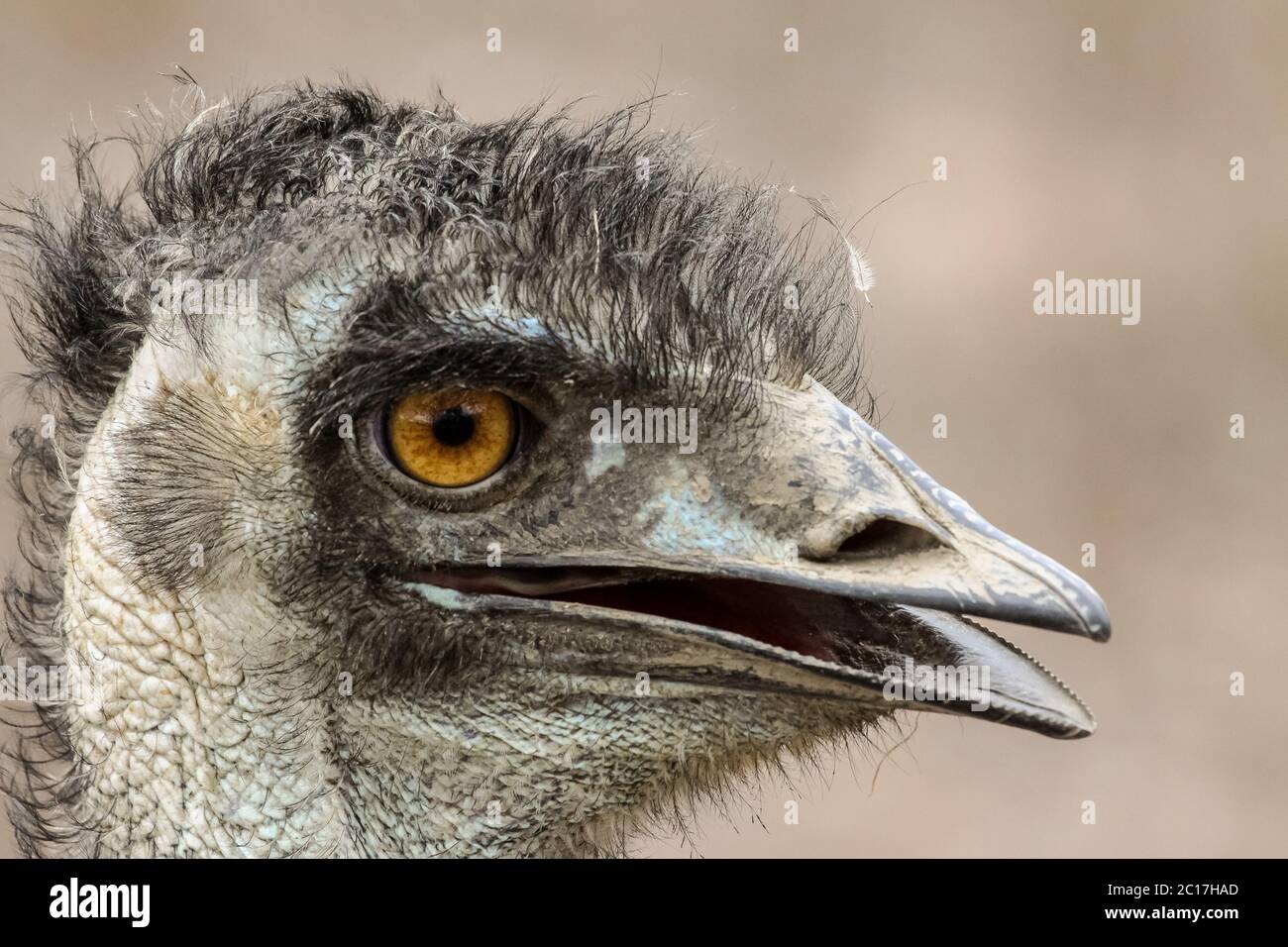 Portrait eines Emu, Mareeba Wetlands, Queensland, Australien Stockfoto