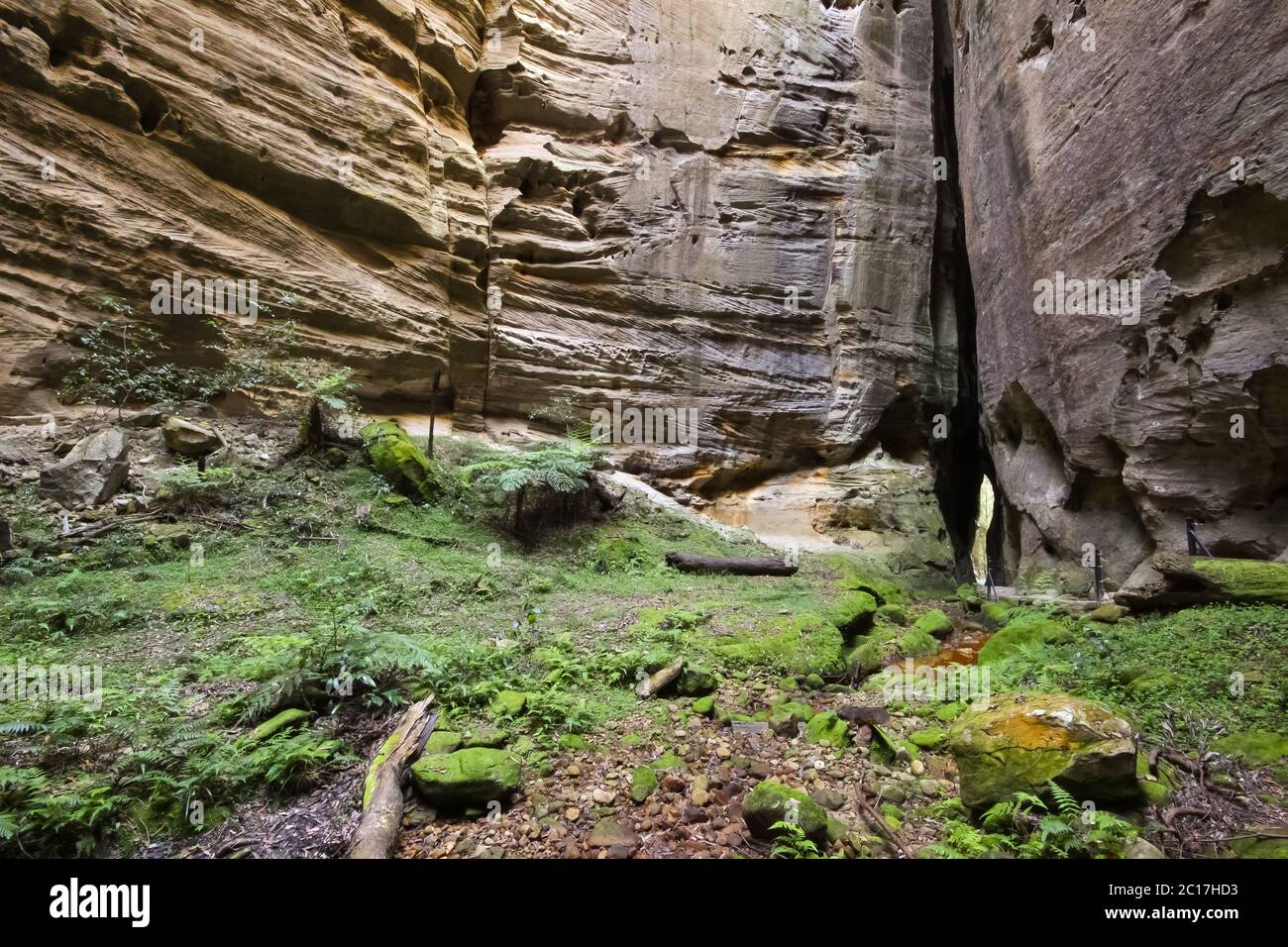 Eine der beeindruckenden Seitenschluchten des Carnarvon Gorge National Park - Amphitheater, Queensland, Austr Stockfoto