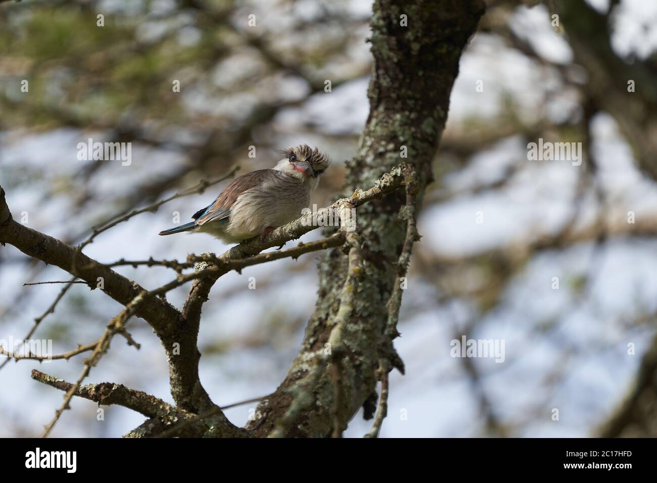 Gestreifter Eisvogel Halcyon chelicuti Portrait hübsch auf einem Baum Stockfoto