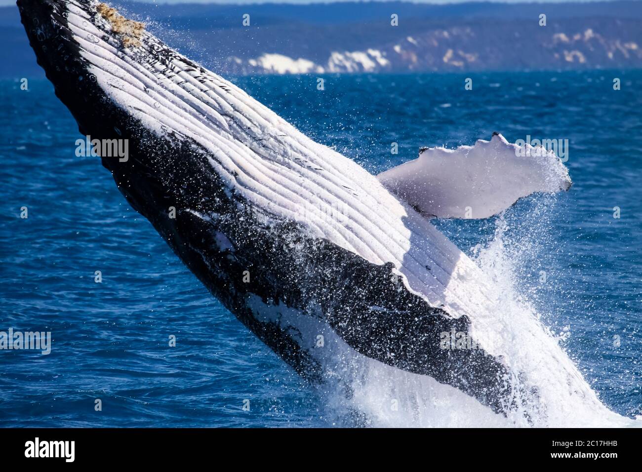 Buckelwal verletzen, Hervey Bay, Queensland Stockfoto