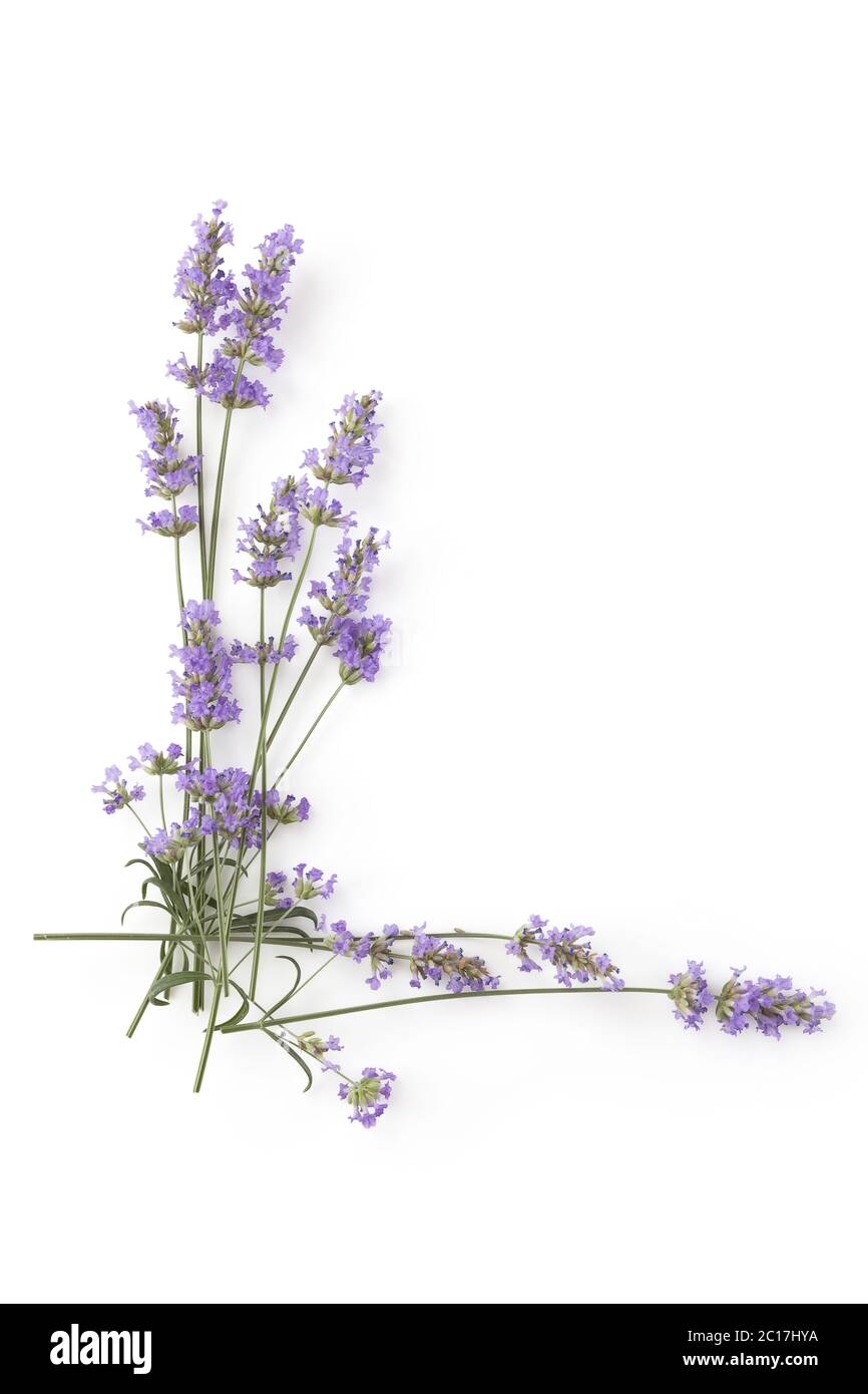 Aromatische Lavendel Kräuter Stockfoto