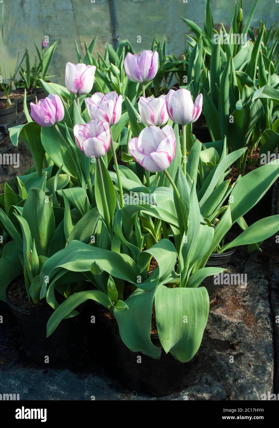 Gruppe von tulipa Hotpants. Eine einzelne Mitte Frühling blühende bi farbige lila und weiße Tulpe, die zur Triumph Gruppe der Tulpen Division 3 gehört Stockfoto