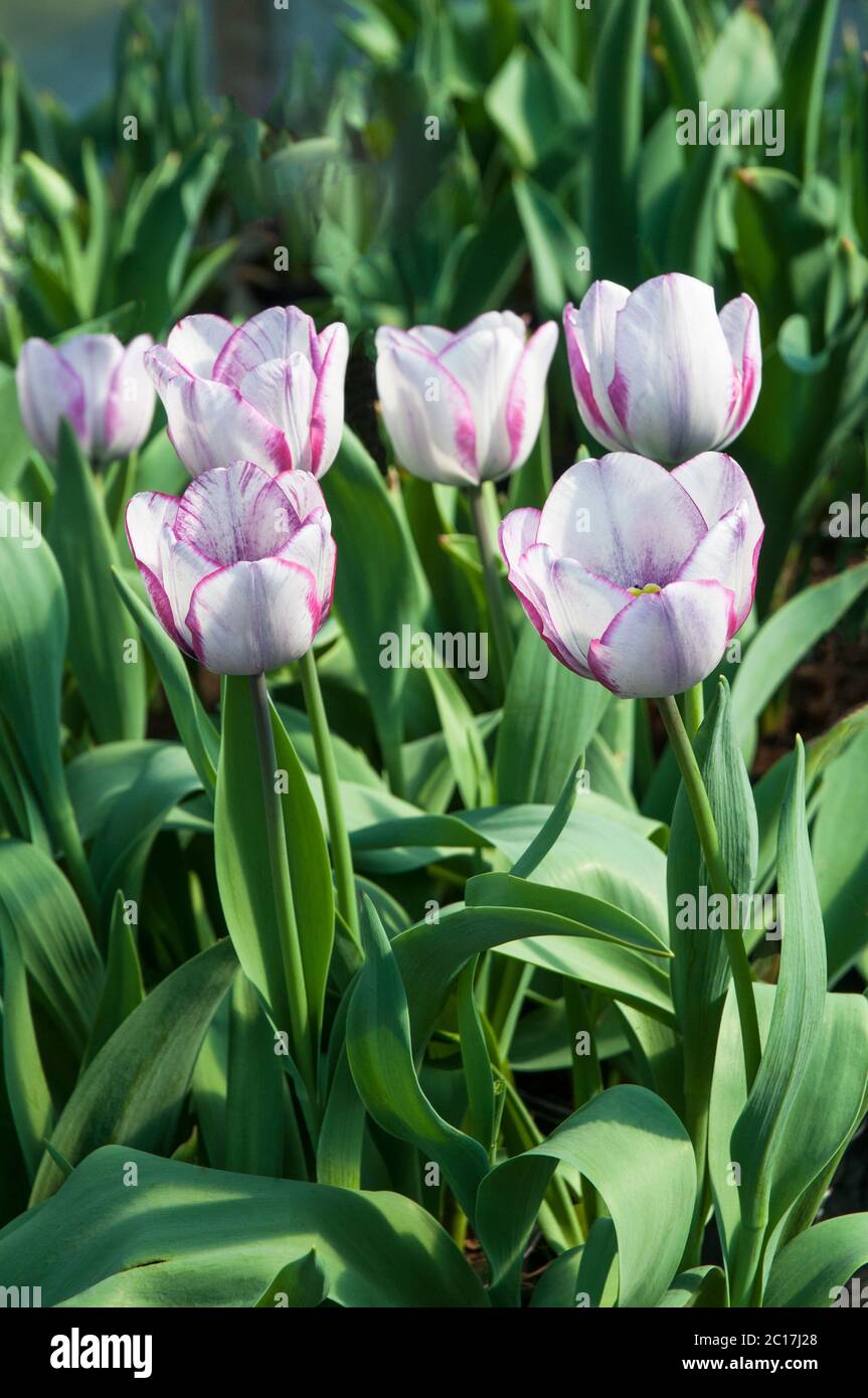 Gruppe von tulipa Hotpants. Eine einzelne Mitte Frühling blühende bi farbige lila und weiße Tulpe, die zur Triumph Gruppe der Tulpen Division 3 gehört Stockfoto