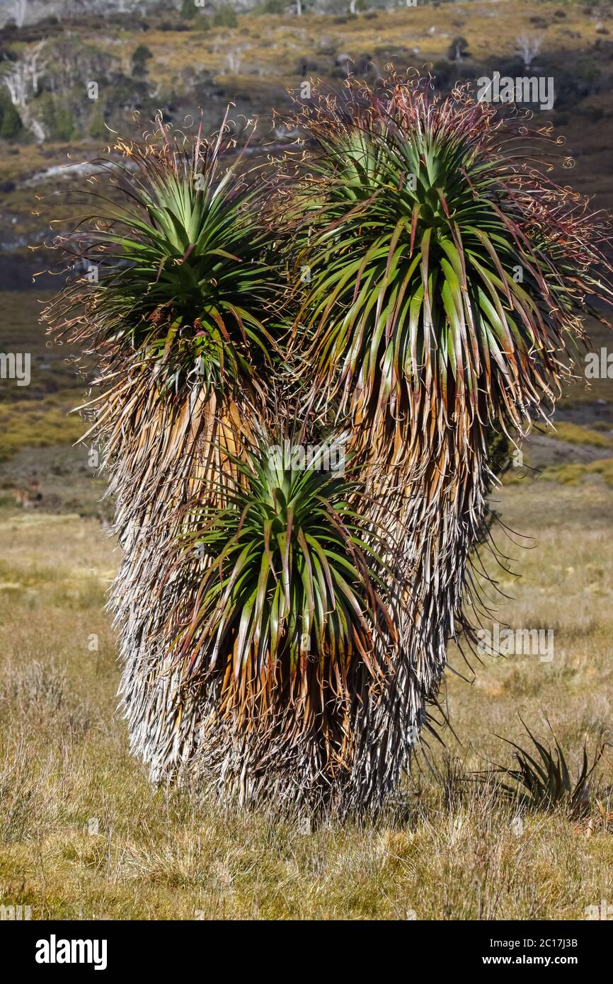 Beeindruckende Pandanus-palmen im Cradle Mountain NP, Tasmanien Stockfoto