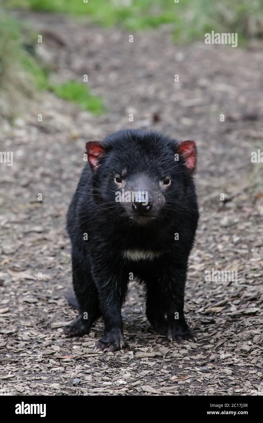 Nahaufnahme eines Tasmanischen Teufel, gegenüber, Cradle Mountain NP, Tasmanien Stockfoto