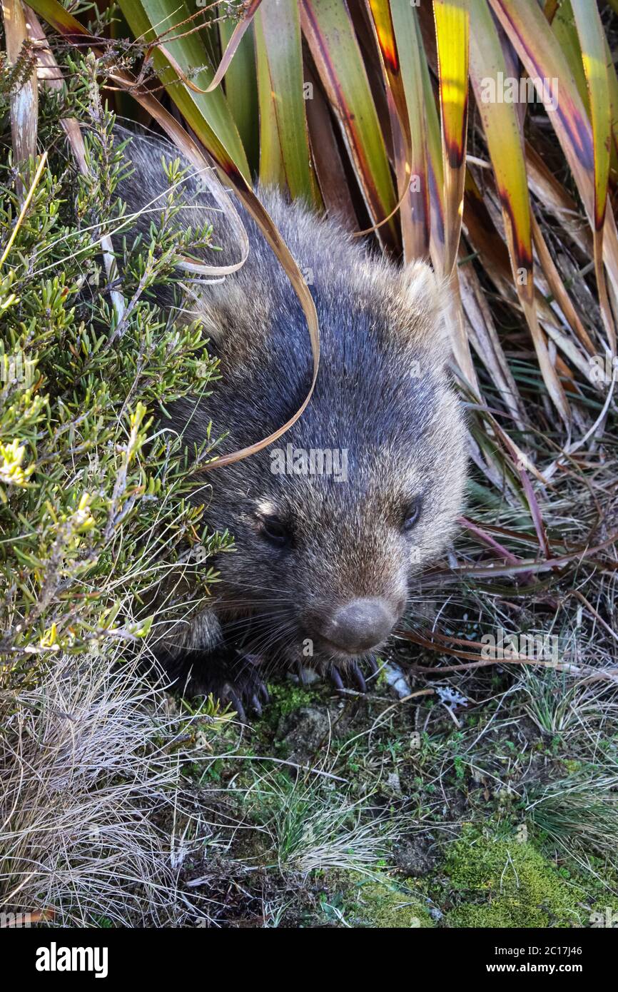 Nahaufnahme eines Wombat verstecken, Cradle Mountain NP, Tasmanien Stockfoto
