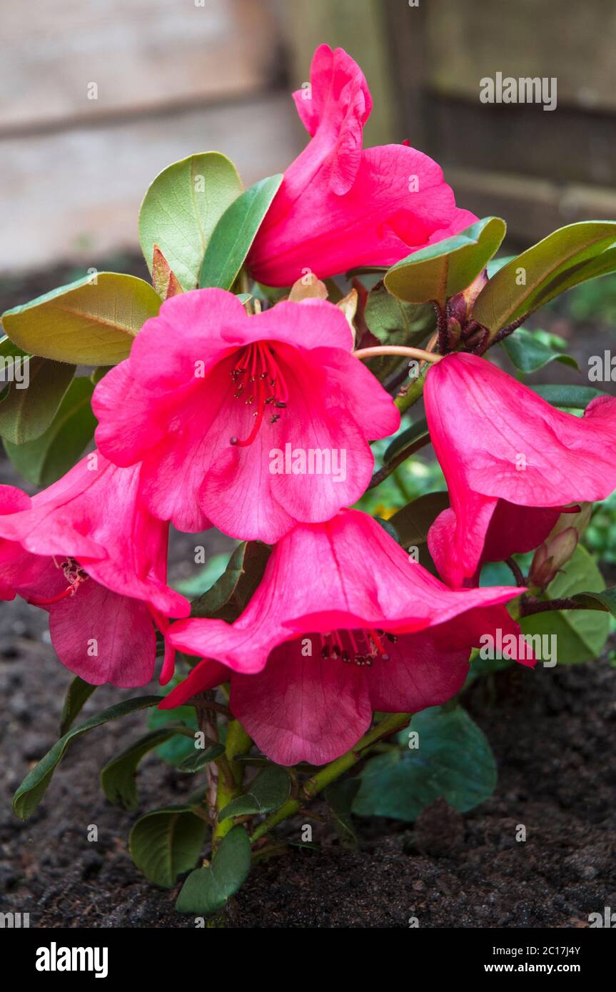 Nahaufnahme Blütendetail der Rose Red Zwerg Rhododendron Whispering Rose Blühen im April - Mai und wächst bis zu einer Höhe von 42cm Stockfoto