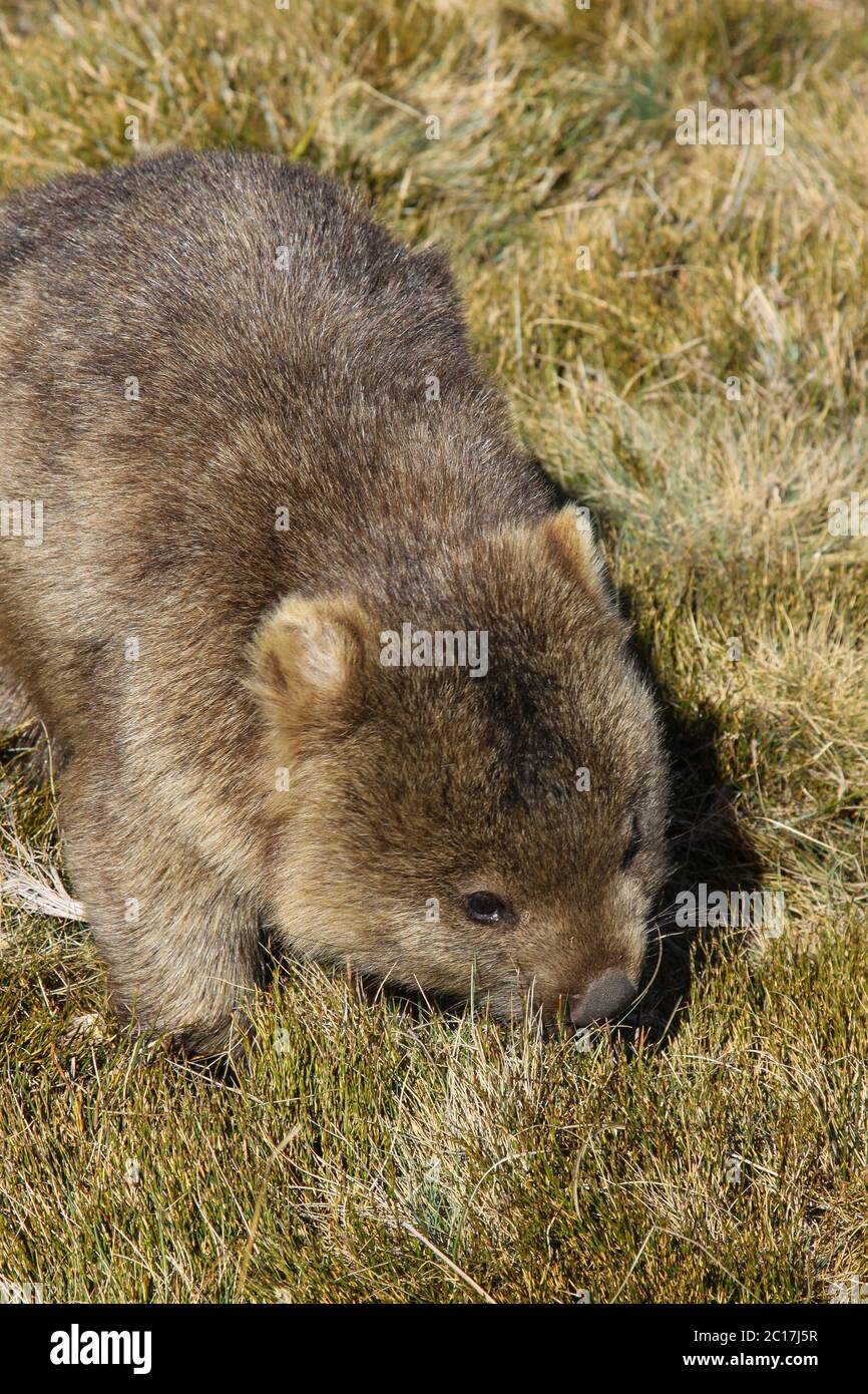 Nahaufnahme eines Wombat, der auf Gras unterwegs ist, Cradle Mountain NP, Tasmanien Stockfoto