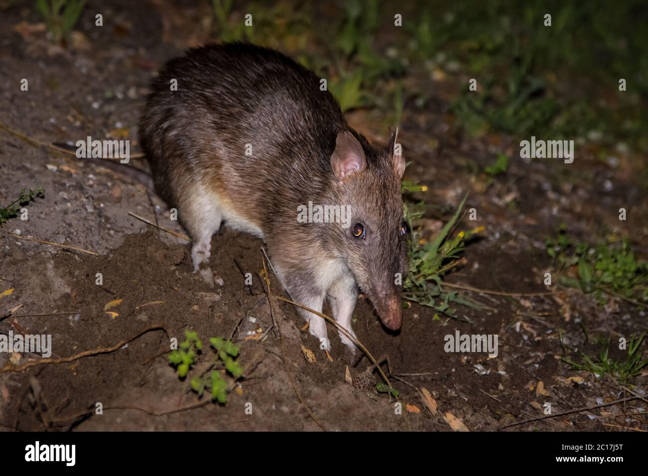 Südlicher Braunbuntkrautbbenton, Wilsons Promontory National Park, Victoria, Australien Stockfoto