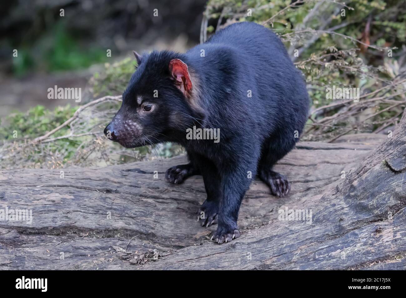 Nahaufnahme eines Tasmanischen Teufel, Cradle Mountain NP, Tasmanien Stockfoto