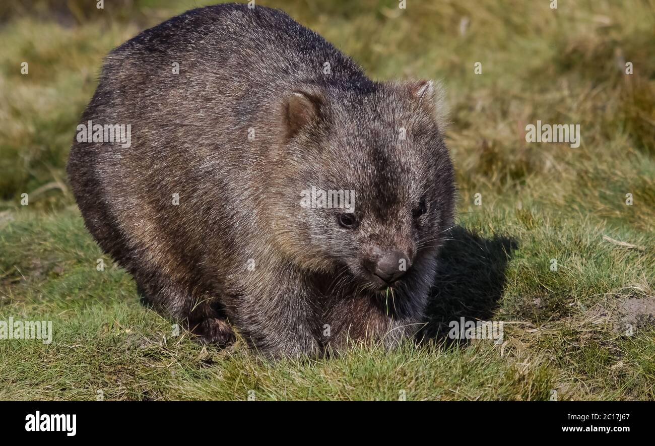Nahaufnahme eines Wombat Roaming im Gras, Cradle Mountain NP, Tasmanien Stockfoto