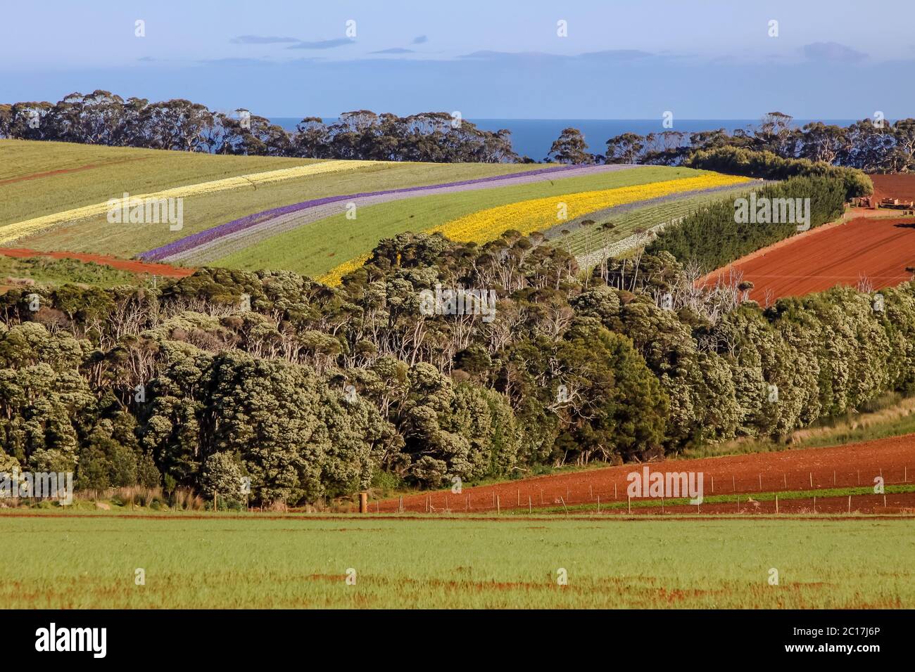 Bunte wunderschöne Blumenfelder in der Nähe von Stanley, Tasmanien Stockfoto