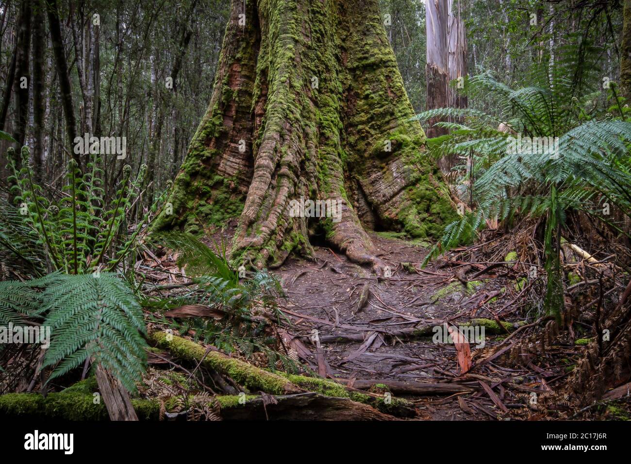 Wurzeln der einen Sumpf Gum Tree mit Farnen, Mount Field National Park, Tasmanien, Australien Stockfoto