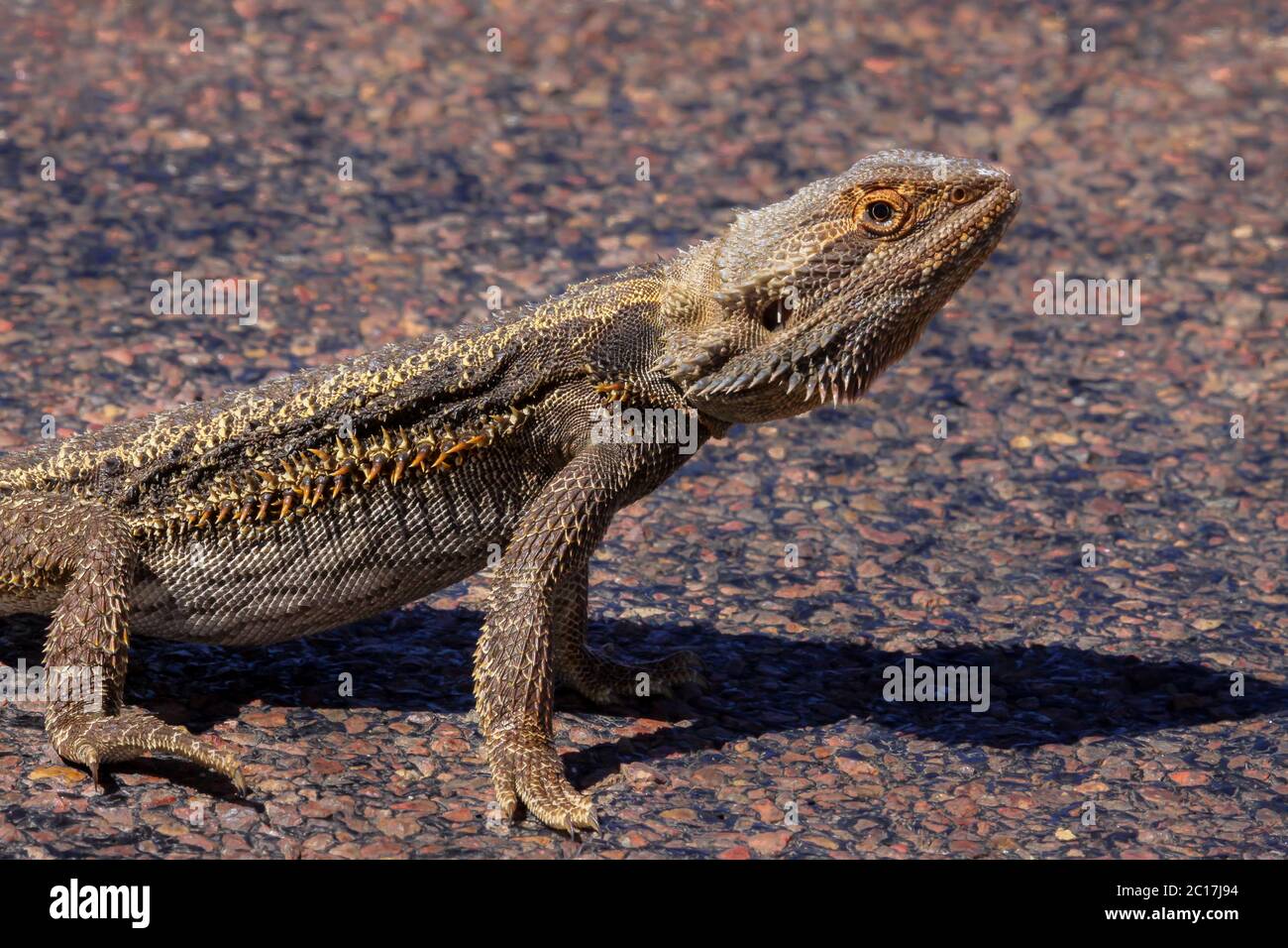 Zentrale Bartagamen auf einer Platte von Rock, South Australia Stockfoto