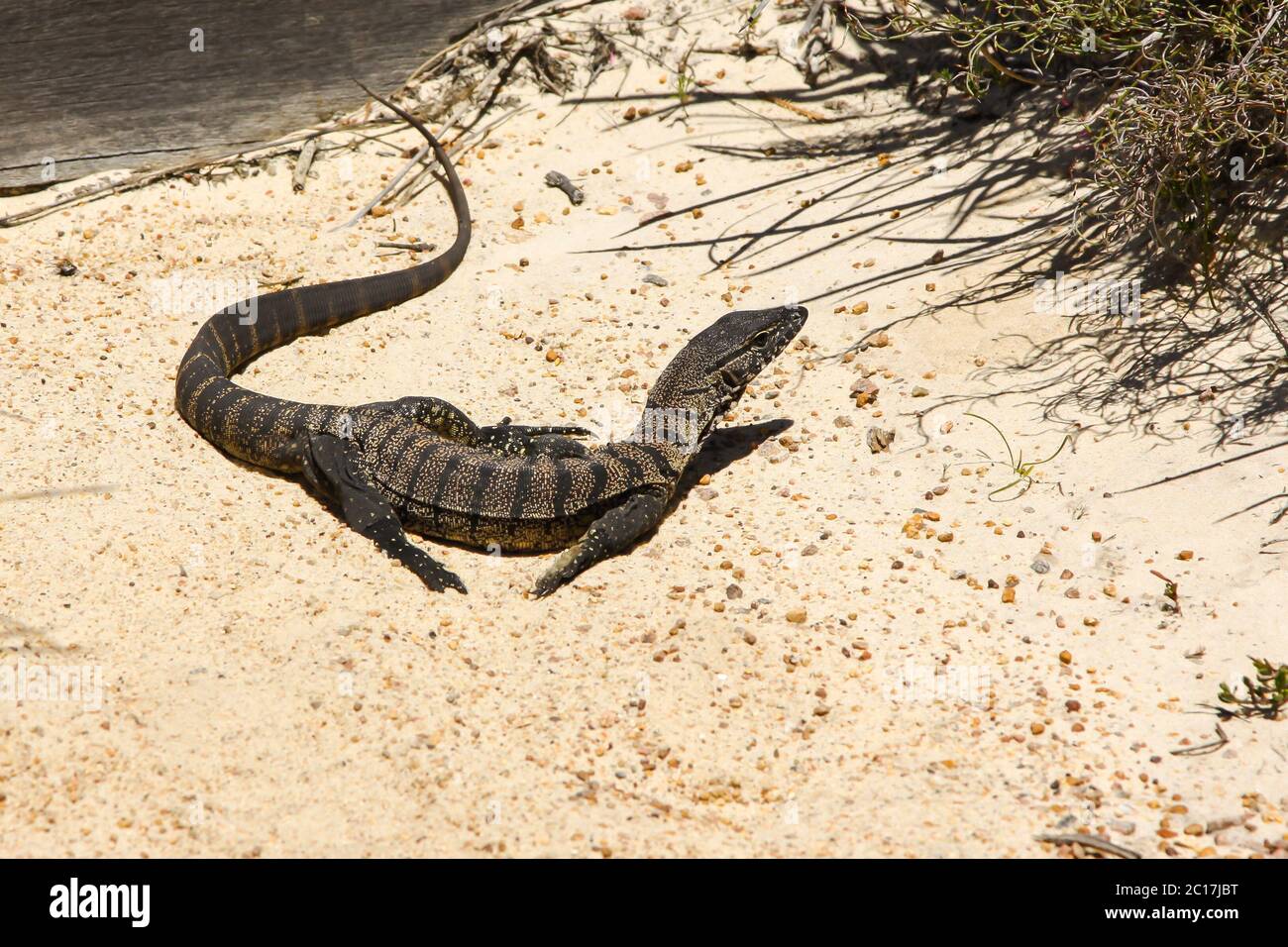 Goulds goanna an der Beach, Cape le Grand Nationalpark, Western Australia Stockfoto