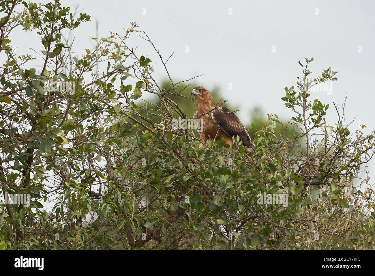 Waldadler Aquila rapax Greifvogel Stockfoto