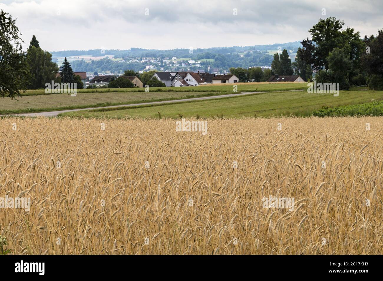 Gerste, reif für die Ernte, Insel Reichenau, Bodensee, Deutschland, Juli Stockfoto