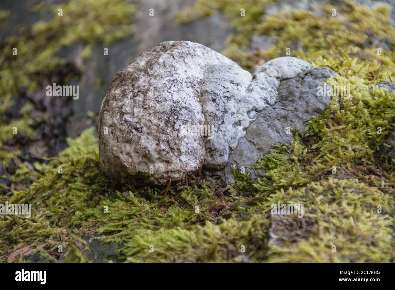 Zunder-Schwamm (Fomes fomentarius)-Baumpilz, Stockfoto