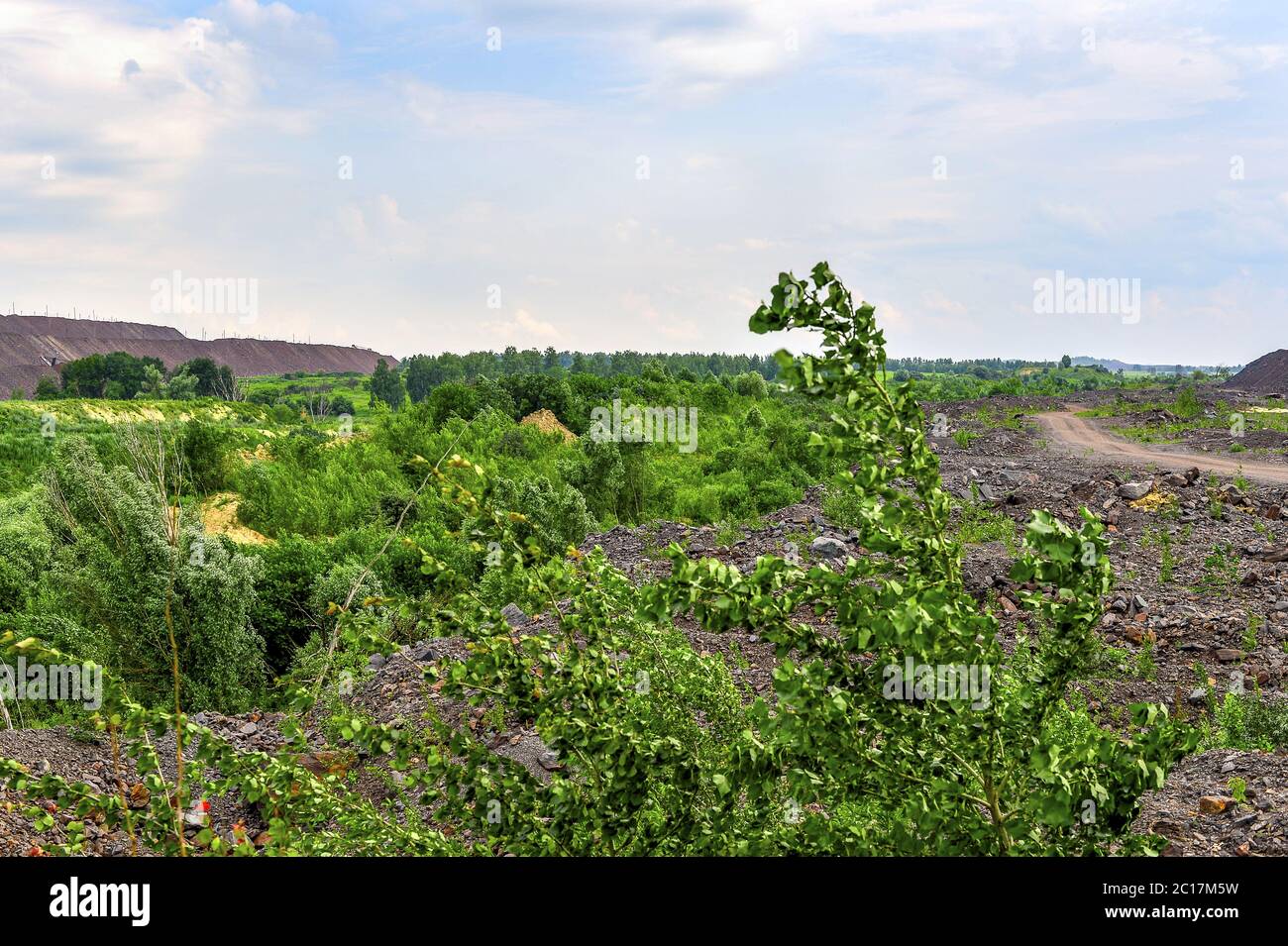 Produktionsbereich mit Straße, Pflanzen und Felsen Stockfoto
