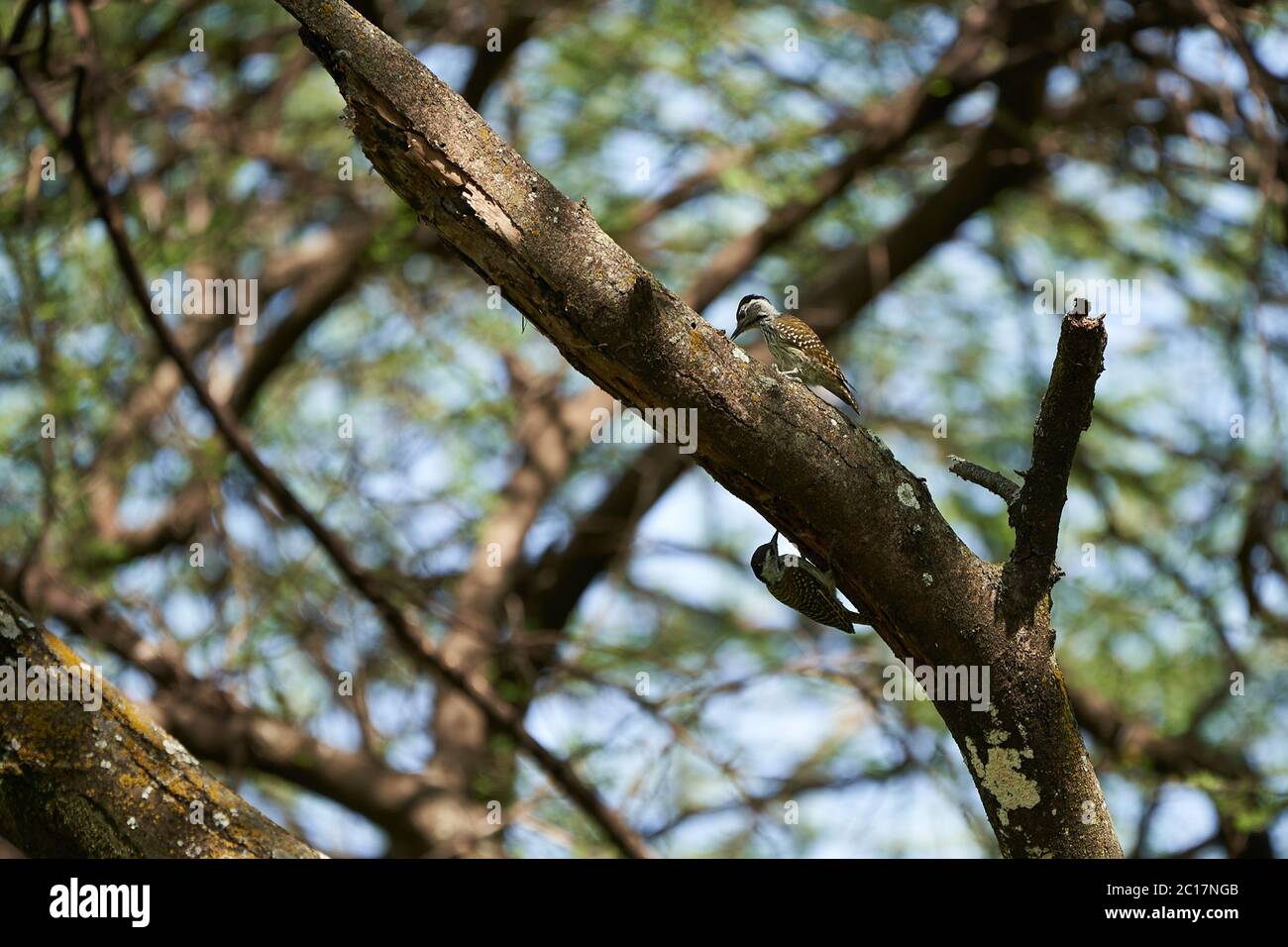 Afrikanischer Grauspecht Dendropicos goertae auf einem Baum Stockfoto