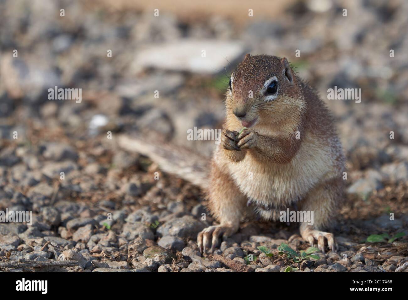 Ungestreiftes Erdhörnchen Xerus rutilus Amboseli National Park - Afrika Essen sitzen Stockfoto