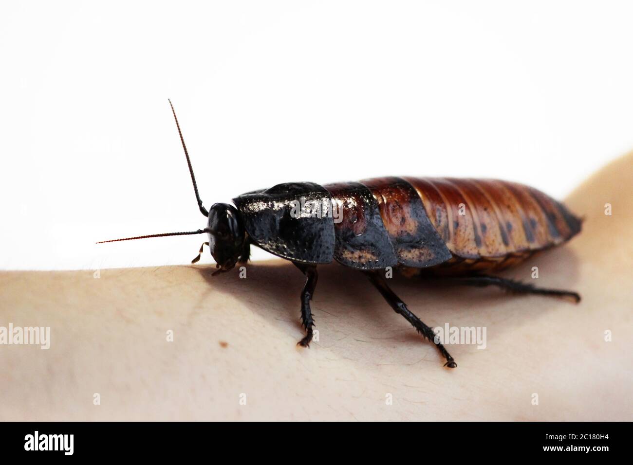 Madagaskar zischende Schabe Gromphadorhina portentosa auf einem weißen Hintergrund zur Hand. Stockfoto