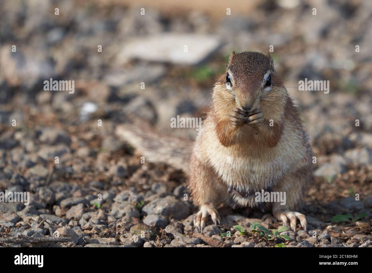 Ungestreiftes Erdhörnchen Xerus rutilus Amboseli National Park - Afrika Essen sitzen Stockfoto