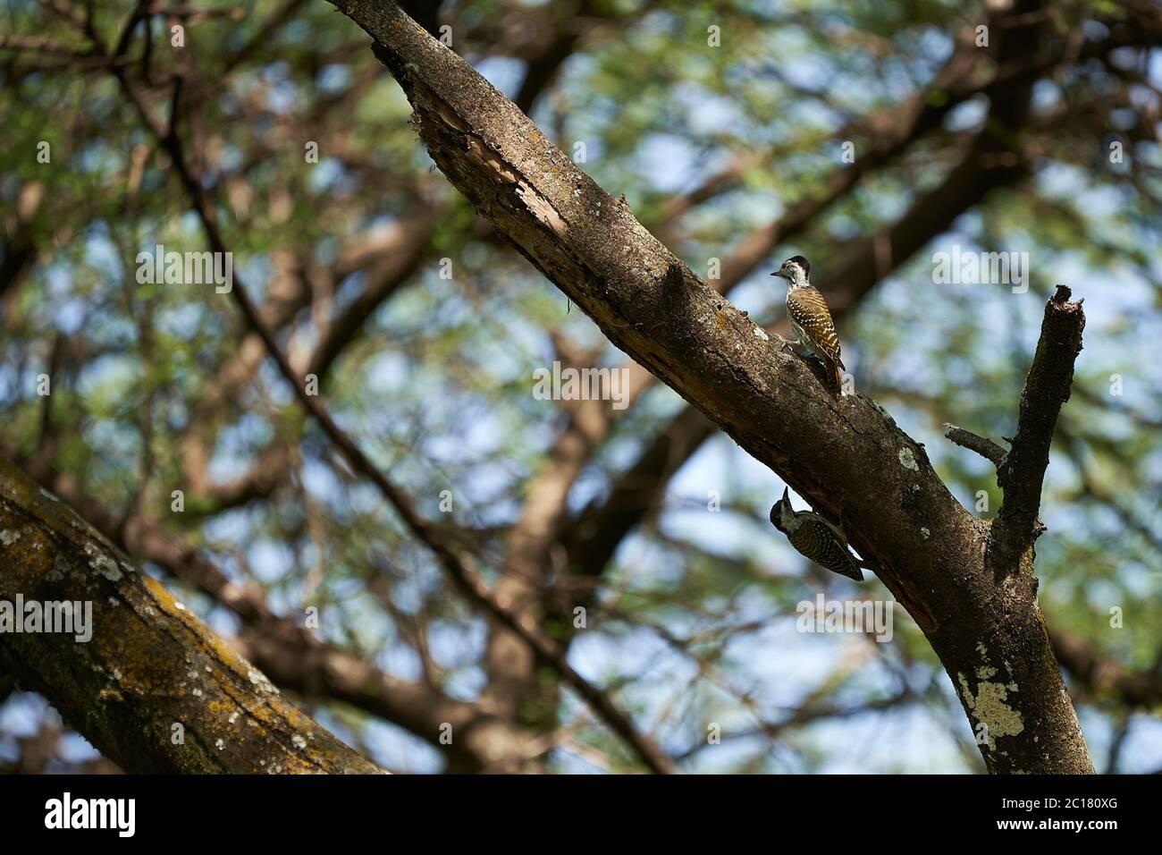 Afrikanischer Grauspecht Dendropicos goertae auf einem Baum Stockfoto
