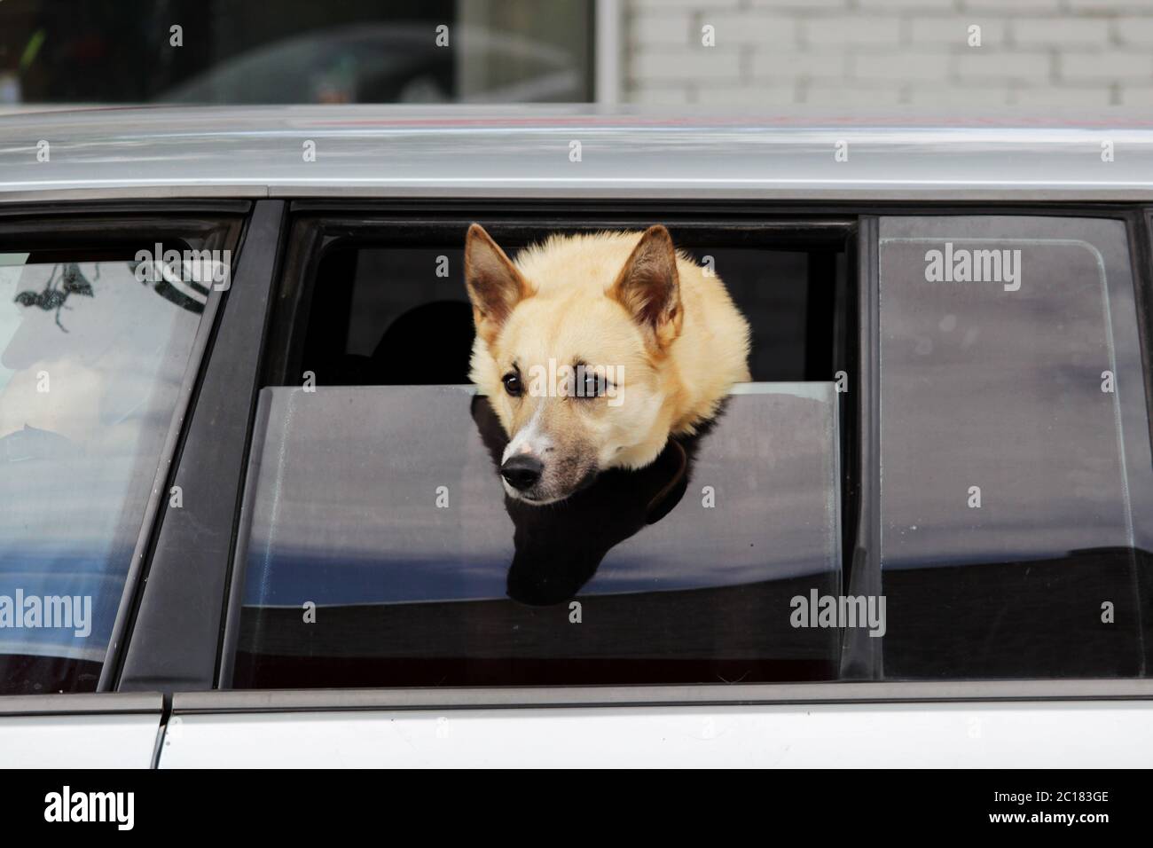 Der Hund der Laika-Rasse schaut aus dem halb geöffneten Fenster des Autos in Erwartung des Besitzers. Stockfoto