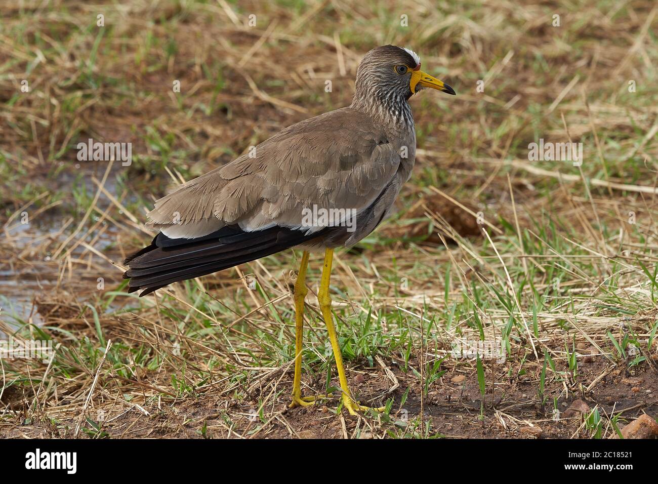 Afrikanische wattled Kiebitz Vanellus senegallus Senegal wattled plover Charadriidae Portrait Stockfoto