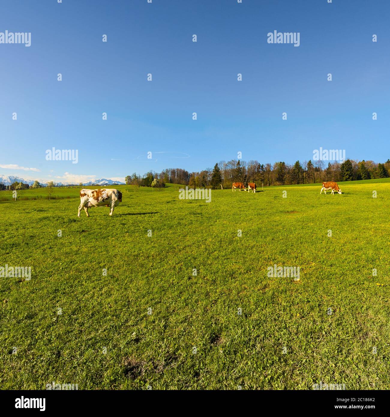 Tierhaltung in der Schweiz Stockfoto Tierhaltung in der Schweiz Stockfoto