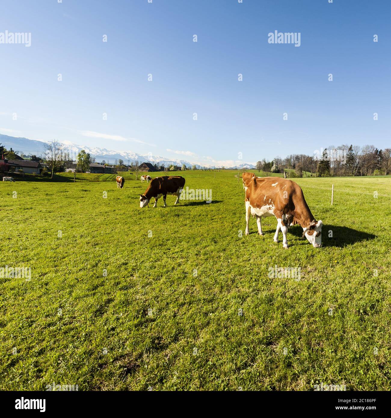 Tierhaltung in der Schweiz Stockfoto Tierhaltung in der Schweiz Stockfoto
