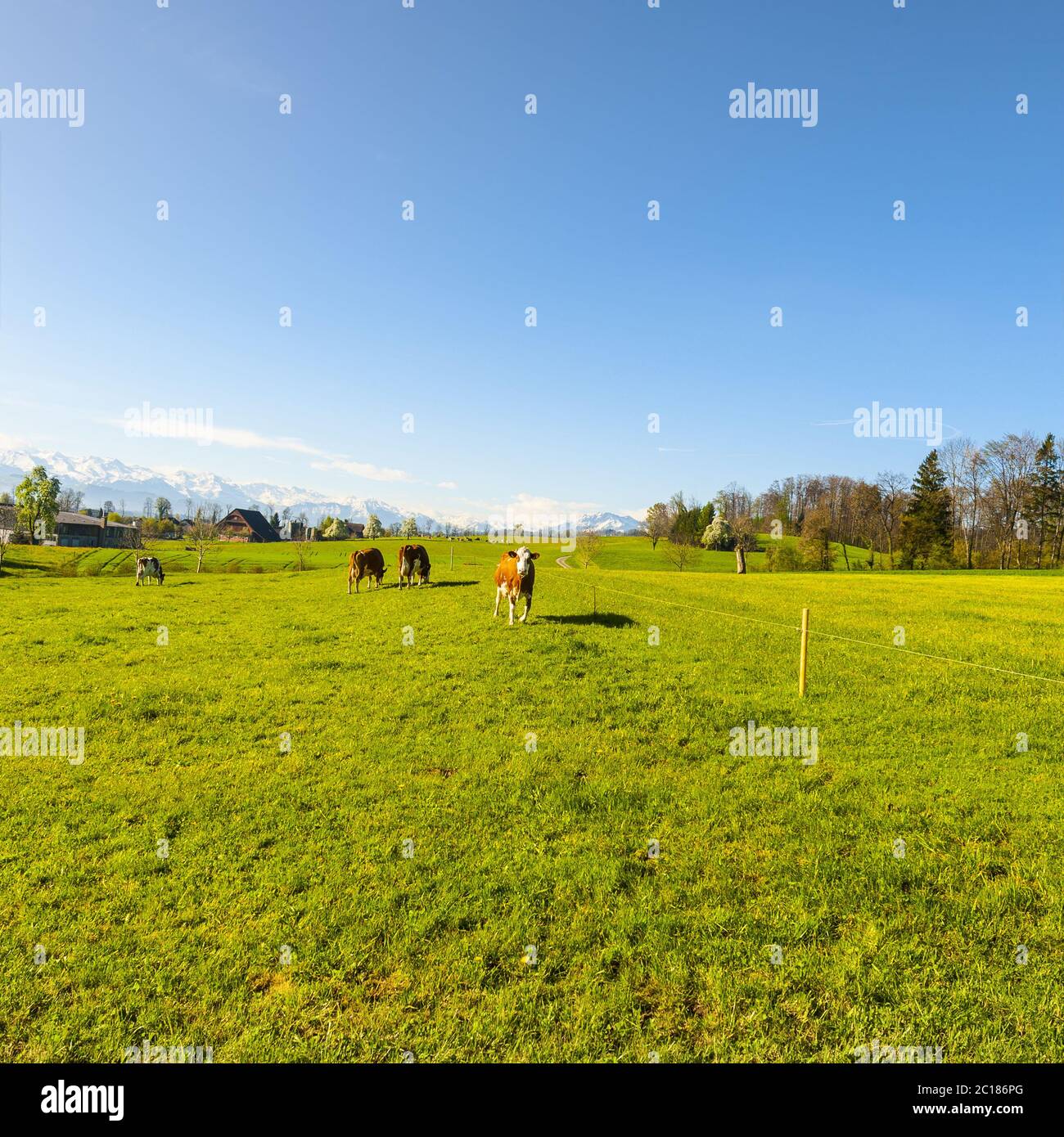 Tierhaltung in der Schweiz Stockfoto Tierhaltung in der Schweiz Stockfoto