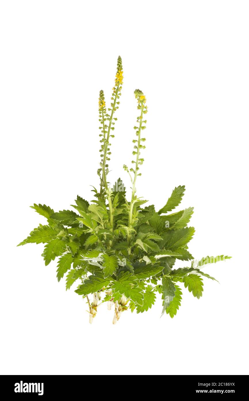 Gemeinsame agrimony isoliert. Stockfoto
