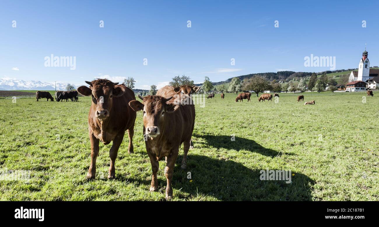 Tierhaltung in der Schweiz Stockfoto Tierhaltung in der Schweiz Stockfoto