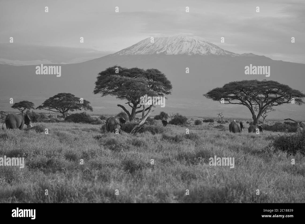 Elefantengruppe Amboseli - Big Five Safari -Kilimandscharo Afrikanischer Buschelefant Loxodonta africana Stockfoto