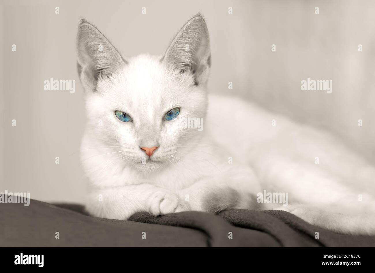 Ein weißes Kätzchen mit blauen Augen starrt direkt auf die Kamera Stockfoto