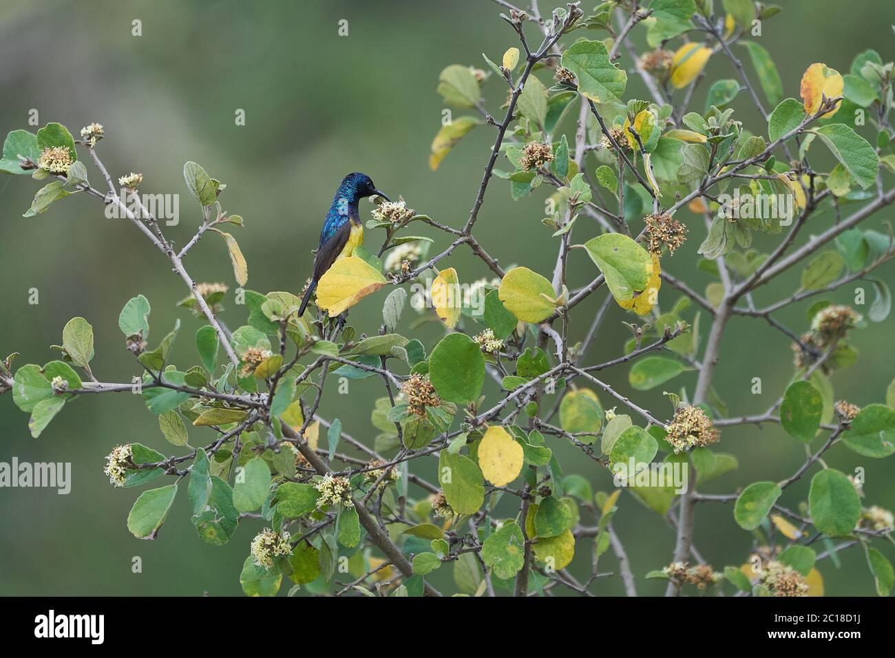 Variabler Sonnenvogel gelber bauchige Sonnenvogel Cinnyris venustus Nectarinia venusta in Kenia Stockfoto