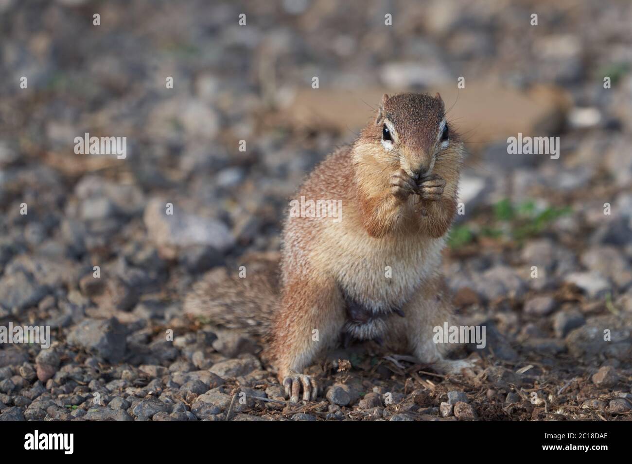 Ungestreiftes Erdhörnchen Xerus rutilus Amboseli National Park - Afrika Essen sitzen Stockfoto