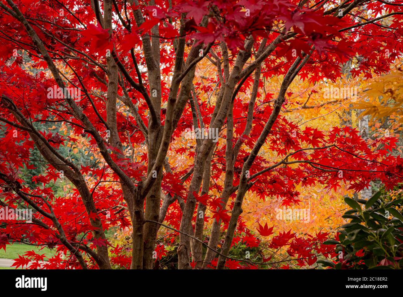 WA16755-00...WASHINGTON - leuchtend farbige Blätter sind ein Zeichen des Sturzes in Seattle's Kubota Garden City Park.bright Stockfoto