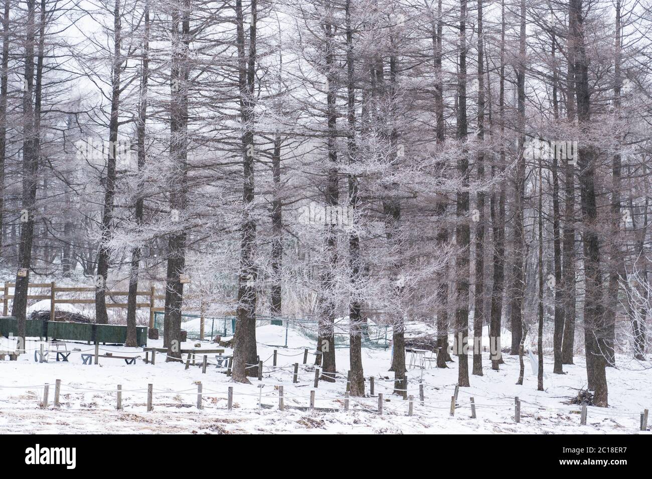 Winterwald mit Bäumen bedeckt mit Schnee in Südkorea. Stockfoto