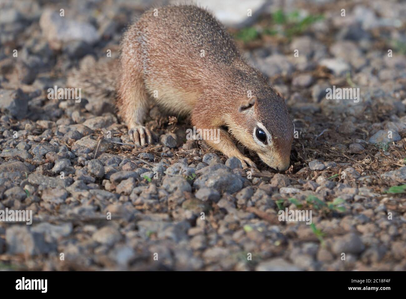 Ungestreifte Ziesel Xerus rutilus Amboseli National Park - Afrika essen Stockfoto