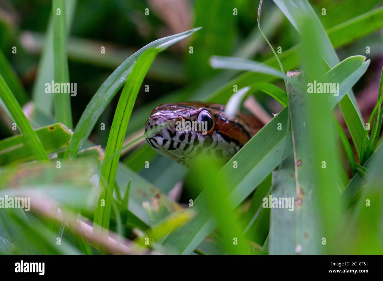 Maisschlange (Pantherophis guttatus) kriecht durch einen Hinterhof in Stuart, Florida, USA Stockfoto