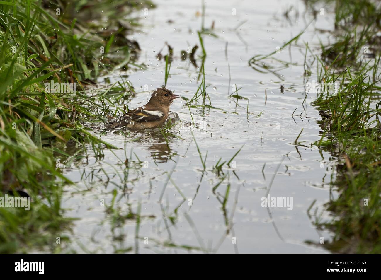 Bade-Buchfink einfach Buchfink Fringilla coelebs finch Stockfoto